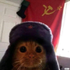 Capitol the Cat